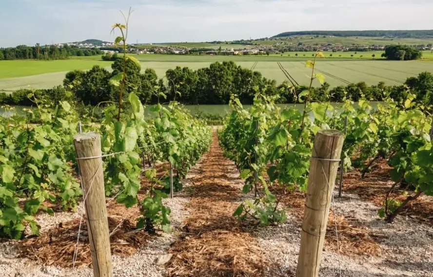 Hautvillers et ses vignes de champagne
