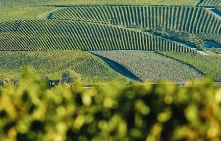 Vignobles de Champagne