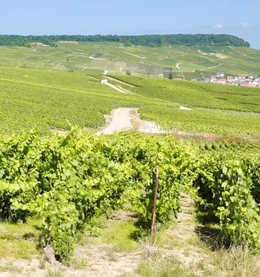 decouverte-de-la-champagne