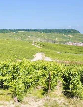 decouverte-de-la-champagne