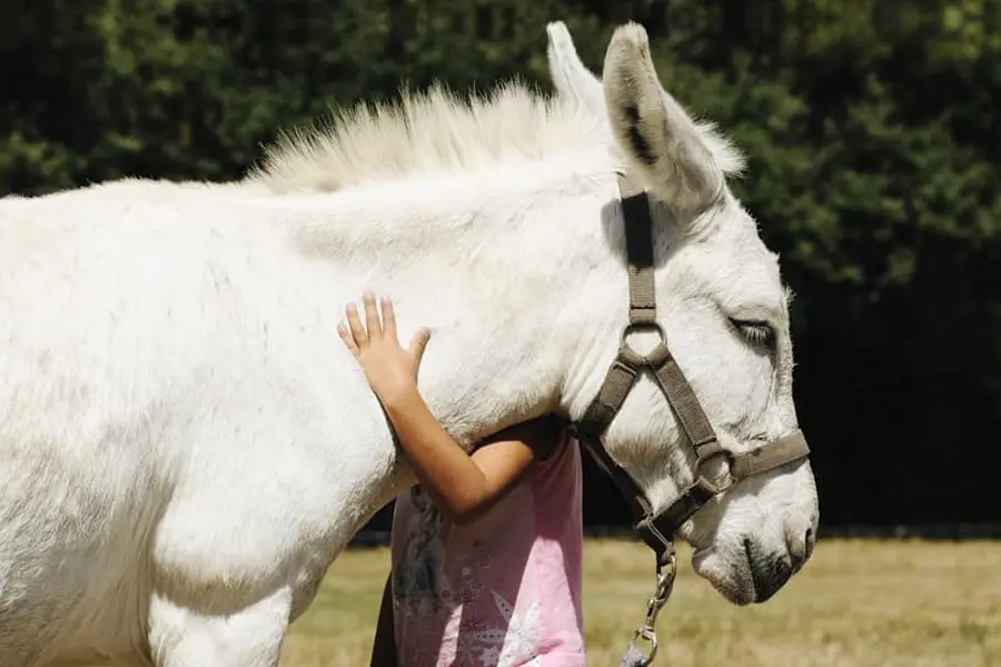Guy Pracros Adobestock Rencontre avec les ânes