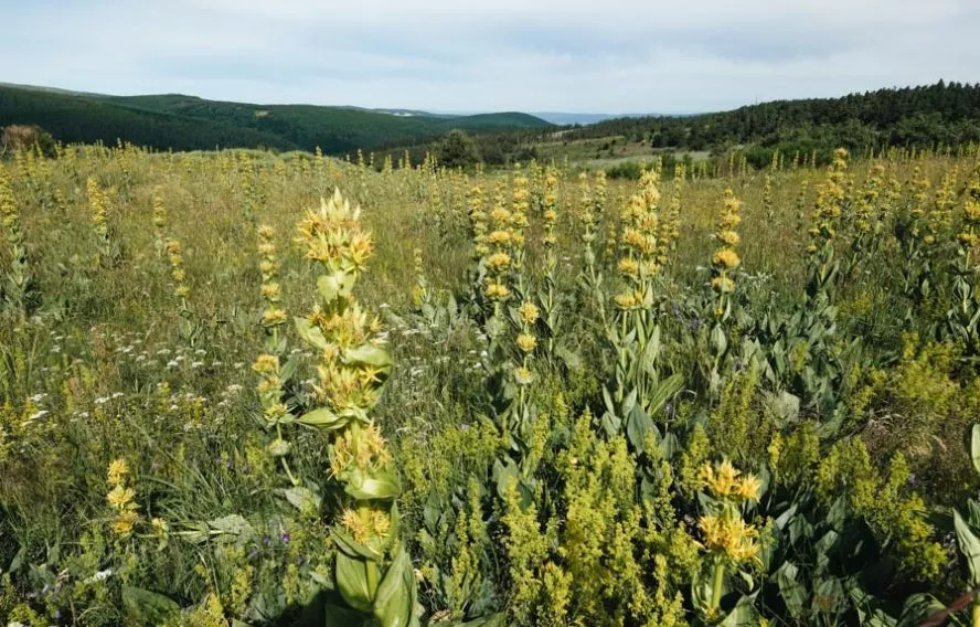 Paysage sur le chemin de Stevenson