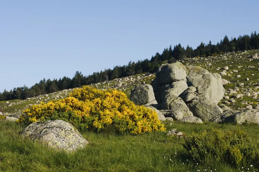 Mont Lozère sur le chemin de Stevenson