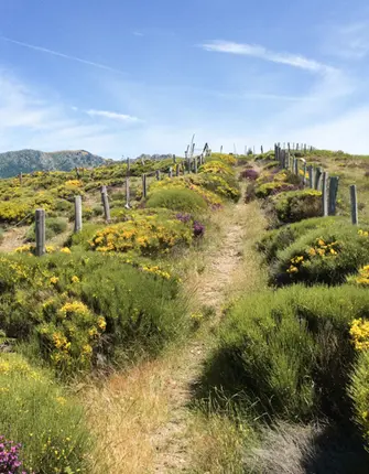 psj sentier-stevenson