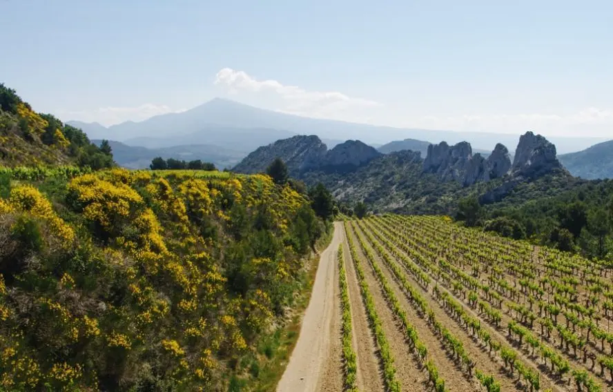Vignes aux pieds des Dentelles de Montmirail