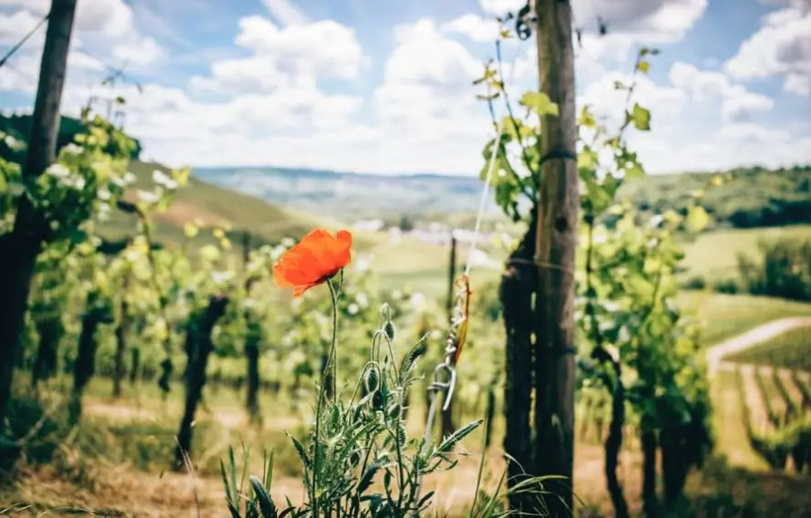 Randonnée au coeur des crus de Bourgogne et du Beaujolais