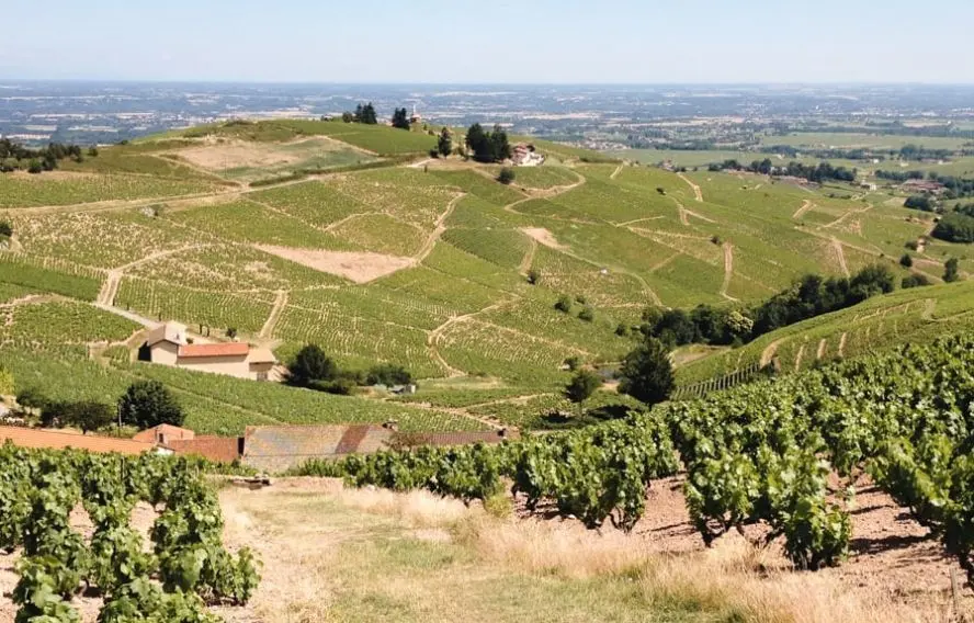 Vignes, au dessus de Fleurie