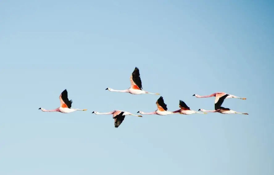 Unsplash Shwetha Shankar