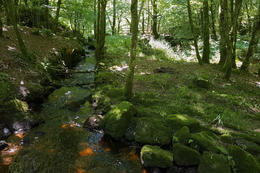 Ruisseau sous-bois, la Corrèze
