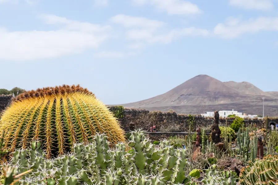 Volcan et cactus de Lanzarote
