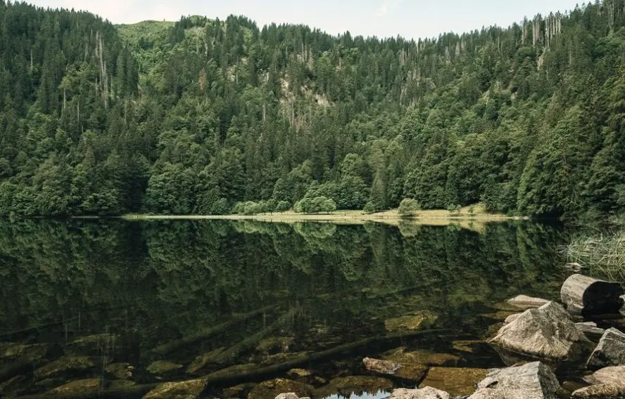 Unsplash Sandra Ahm Ode