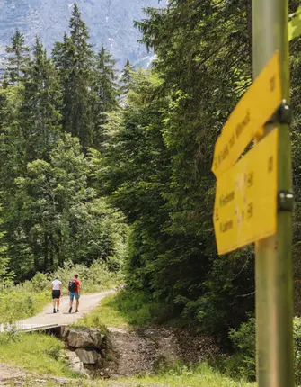 rando-verte-foret-noir