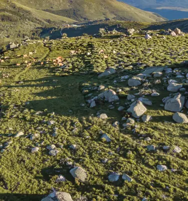 randonnee-mont-lozere-cevennes