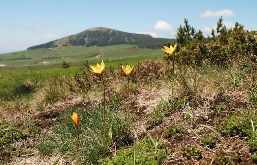 Tulipes sauvage, les Estables, Mont-Mézenc