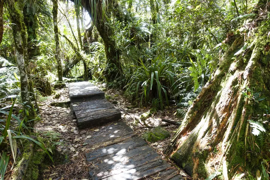 Forêt tropical de Bélouve