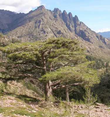 gr20-nord-vizzavona-a-bonifatu