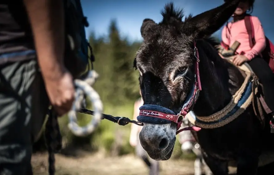 T. Vattard Lacs et volcans et d'Auvergne avec un âne