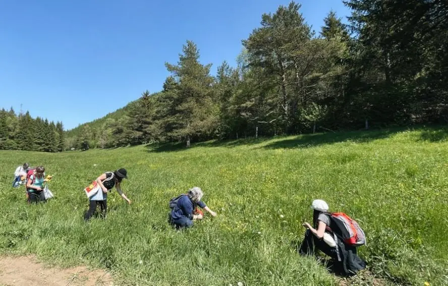 Découverte des plantes comestibles et médicinales d'Auvergne
