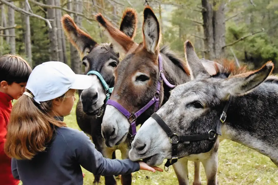 VE
