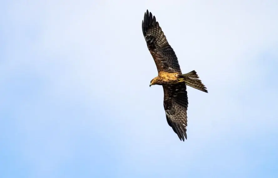 Aigle royal, faune sauvage du Mercantour