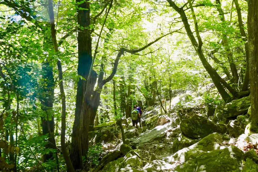 Randonnée dans la forêt de Bédarieu