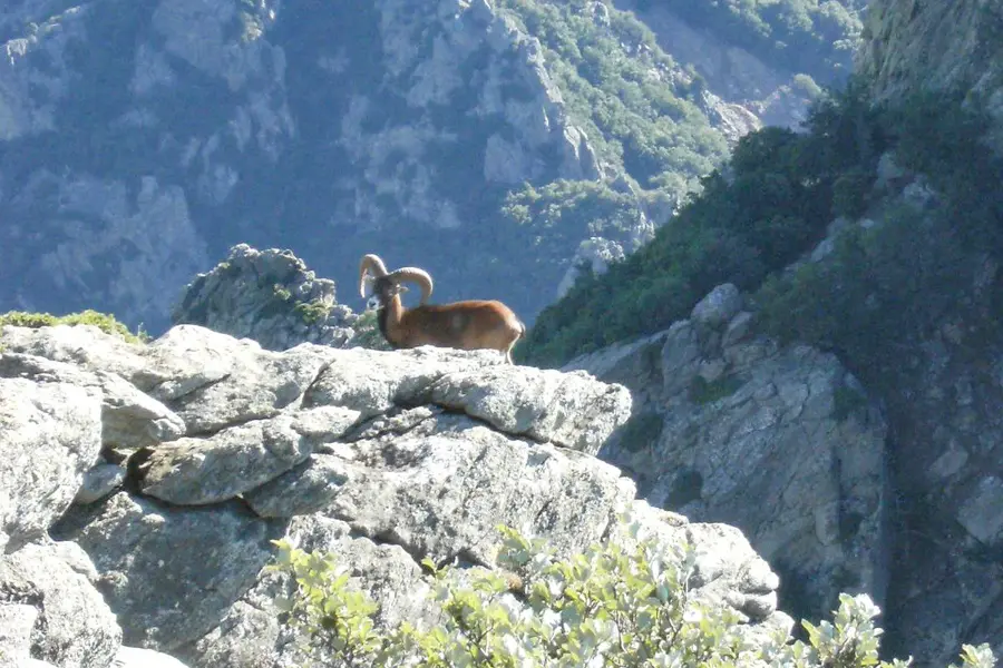 Mouflons au coeur de la nature 