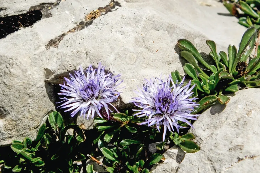 Image Les gorges du Verdon