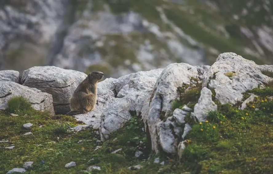 Marmotte des Pyrénées