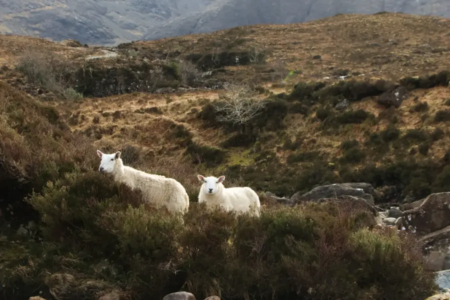 Image au coeur des Highlands