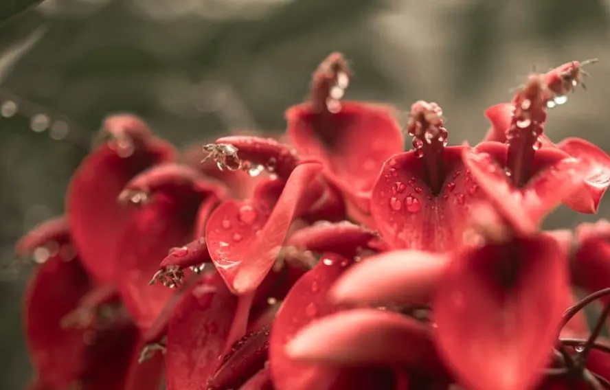 Île de Madère, sa végétation luxuriante