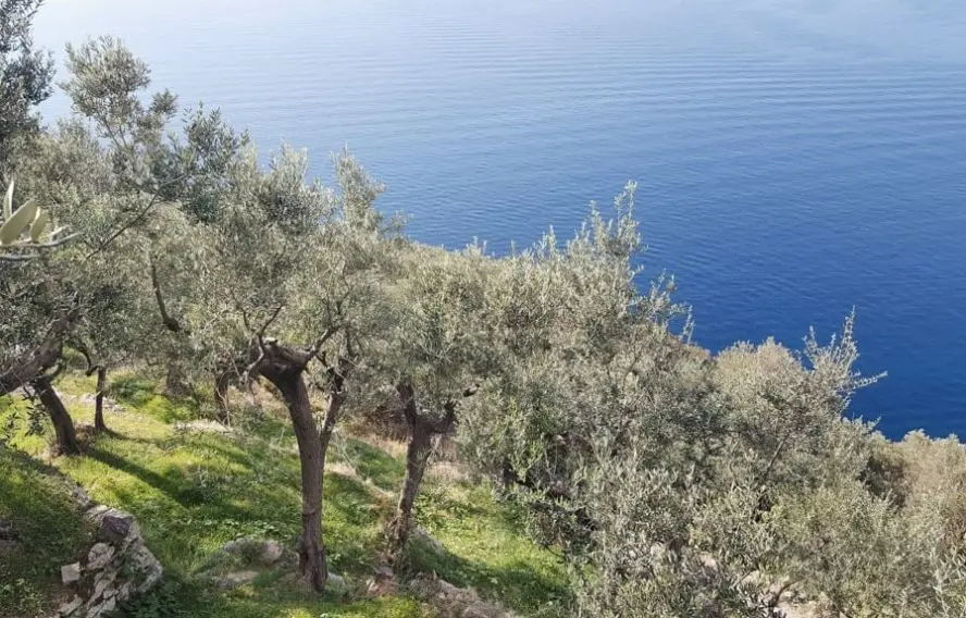 Oliviers en bord de mer