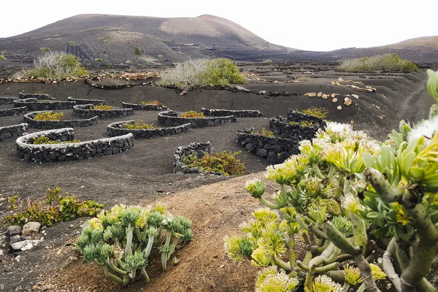 Vignobles de La Geria, le volcan Guardilama