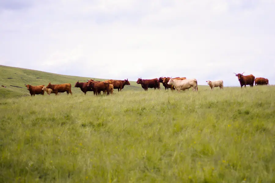 Découverte des vaches rouges du Cézaillier