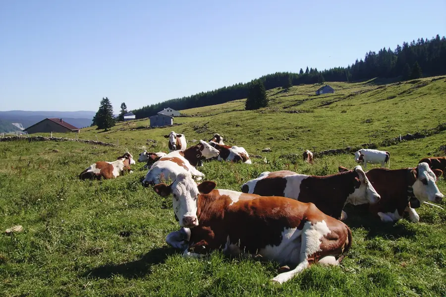 Randonnée dans les alpages