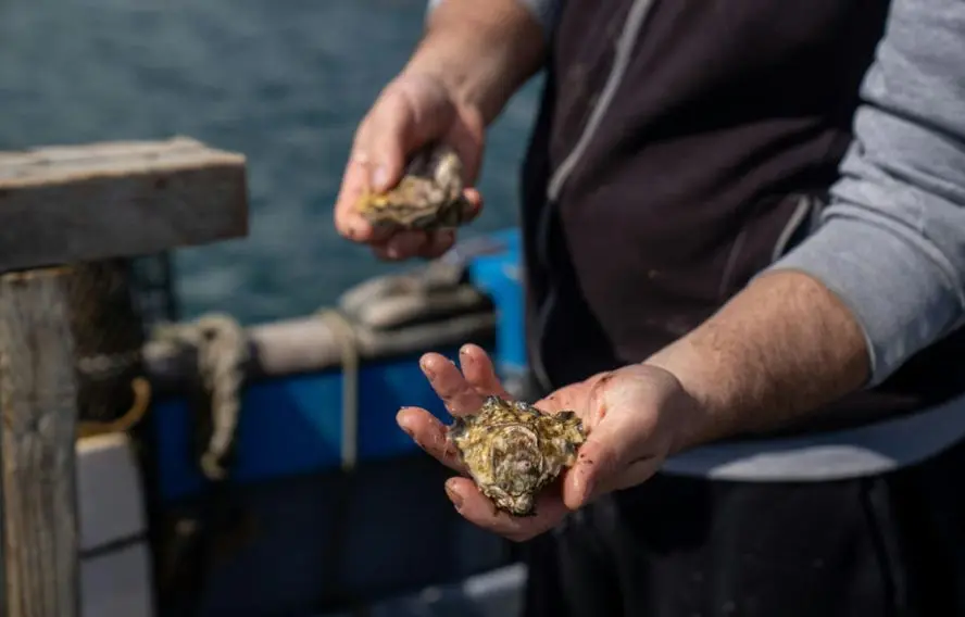 mitili-mitili-B8obJrHSTVg unsplash Rencontre avec un ostréiculteur