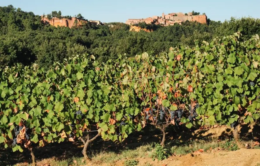 Escapade dans les vignes du Luberon