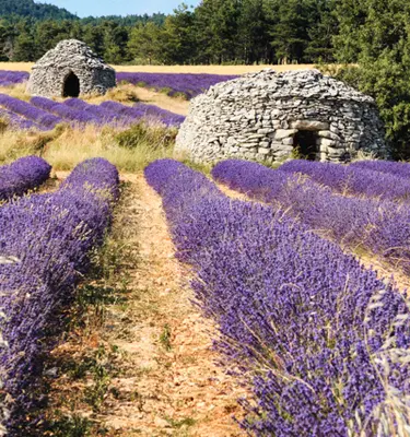 borie-provence-incontournable