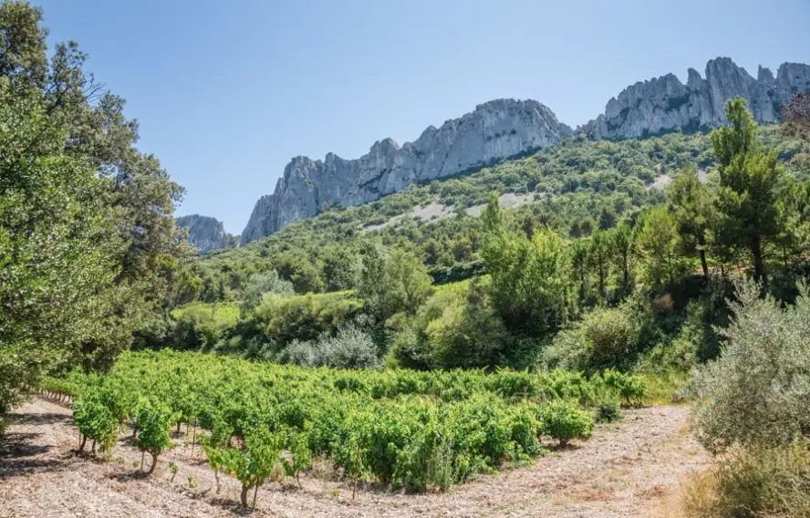 Dentelles Sarrasines ou de Montmirail, col du Cayron, Vaucluse