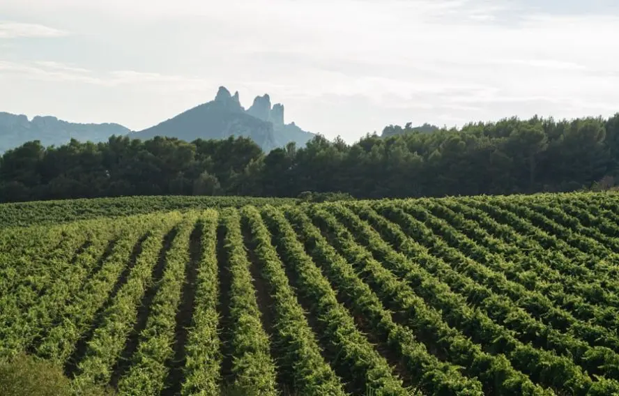 Vaucluse, Gigondas domaine du château de la dentelle de Montmirail