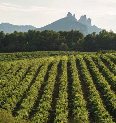vaucluse-gigondas-domain-chateau-dentelles-montmirail