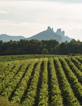 barmaliniadobestock vaucluse-gigondas-domain-chateau-dentelles-montmirail