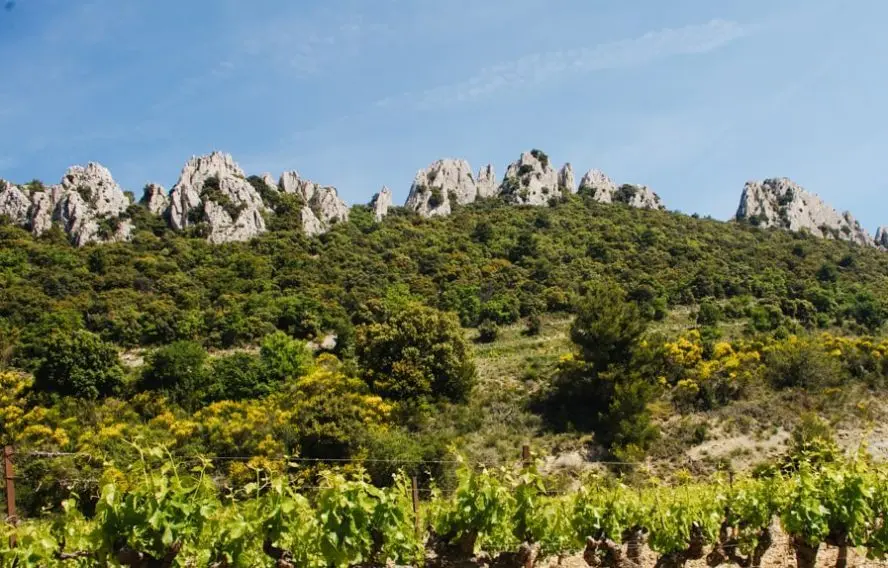 Vignoble et arêtes calcaires