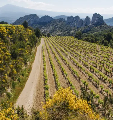 vignobles-gigondas-dentelles-montmirail