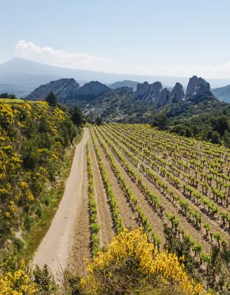vignobles-gigondas-dentelles-montmirail