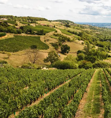 vignobles-beaujolais-autour-oingt