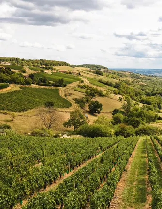 vignobles-beaujolais-autour-oingt