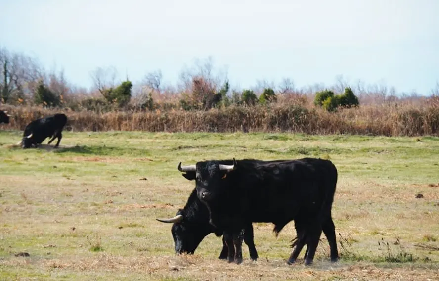 Taureaux camarguais