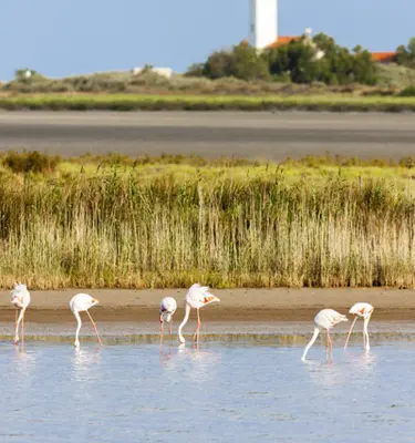etangs-reserve-naturelle-camargue