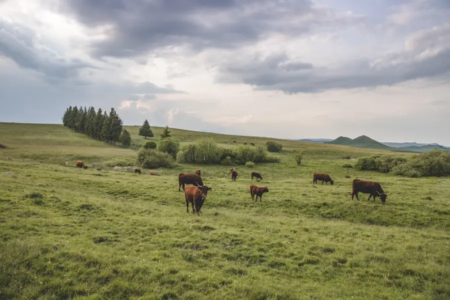 Marche nordique sur les volcans d'Auvergne