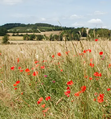 marche-nordique-morvan